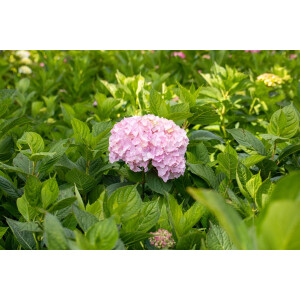 Hydrangea mac. Bouquet Rose