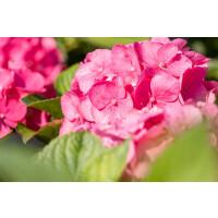 Hydrangea mac. Bouquet Rose