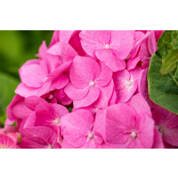 Hydrangea mac. Bela rosa