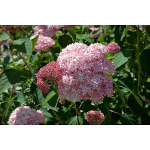 Hydrangea arborescens Pink Annabelle  -R-