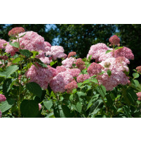 Hydrangea arborescens Pink Annabelle  -R-