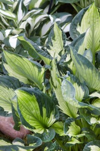 Hosta x fortunei Whirlwind