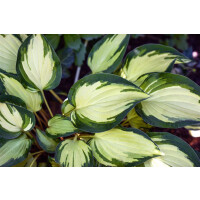 Hosta x fortunei Fire and Ice