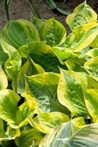 Hosta Summer Breeze