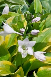 Hosta Summer Breeze