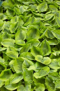 Hosta Summer Breeze