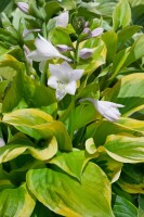 Hosta Summer Breeze