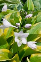 Hosta Summer Breeze