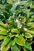 Hosta Summer Breeze