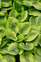 Hosta Summer Breeze