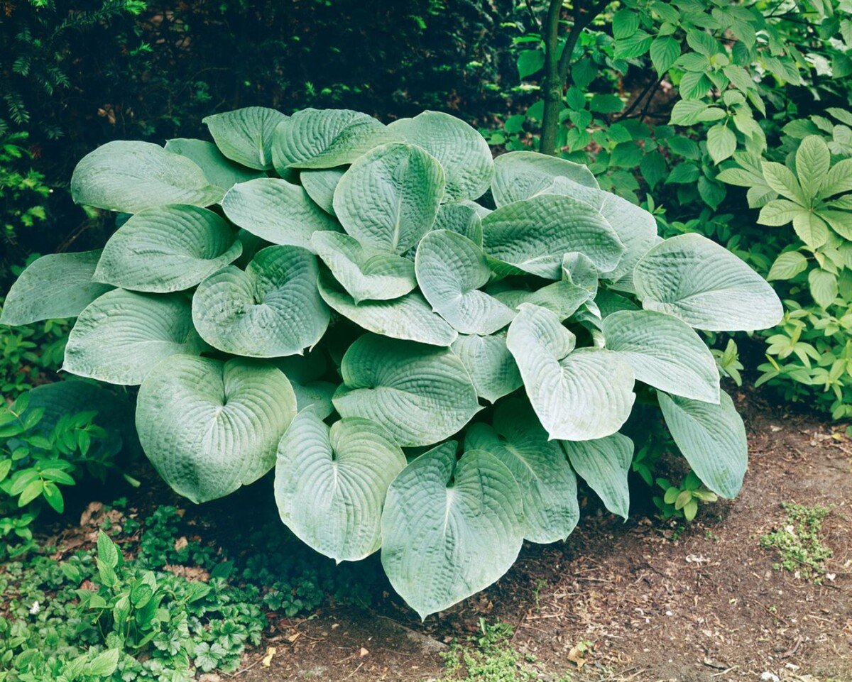 Hosta sieboldii