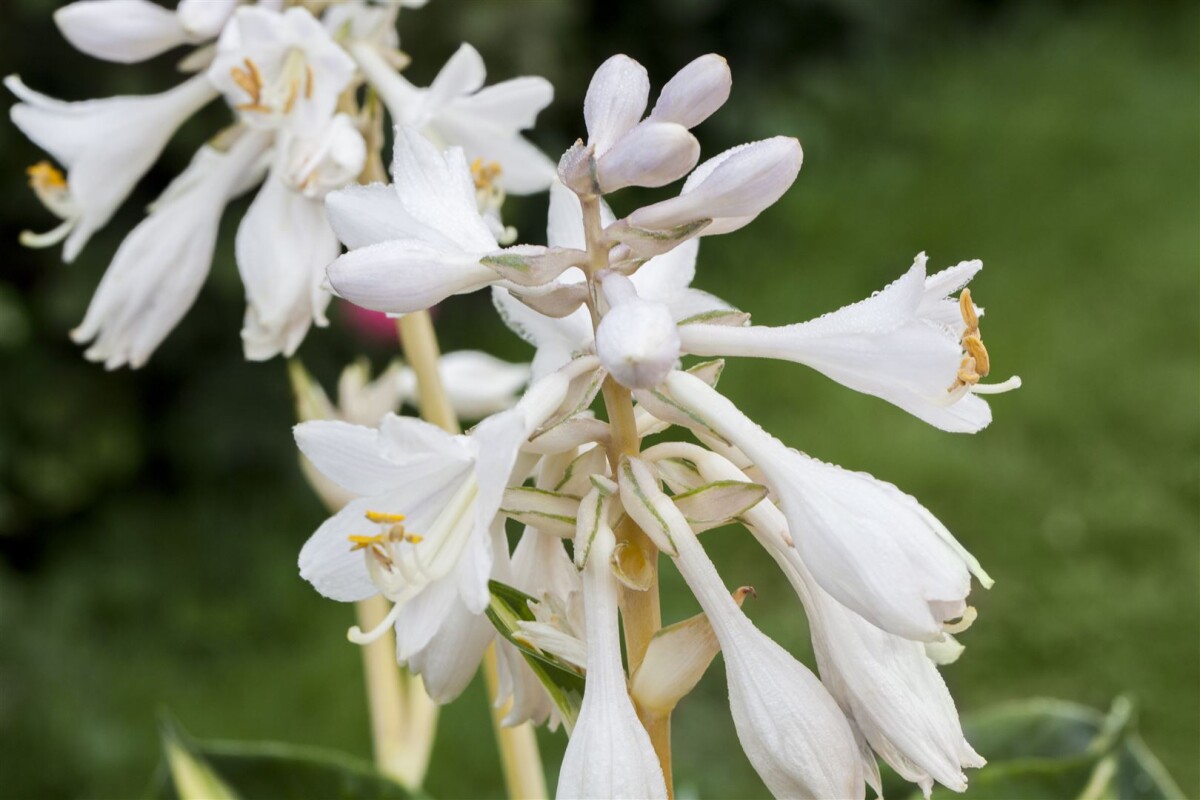 Plant identification white flowers