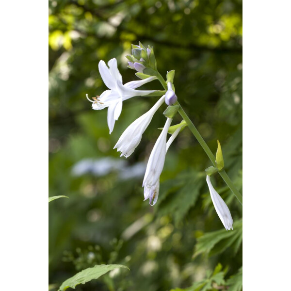 weiße Lilien Funkie mit duftenden Blüten Hosta Royal Standard im 11cm Topf 