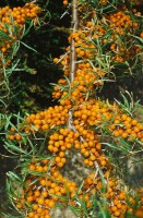 Hippophae rhamnoides Orange Energy  -R-