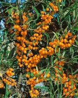 Hippophae rhamnoides Orange Energy  -R-