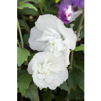 Hibiscus syriacus White Chiffon  -R-