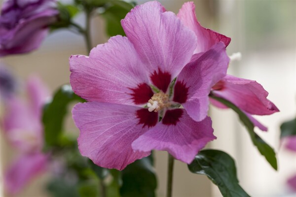 Hibiscus syriacus Silke  -R-