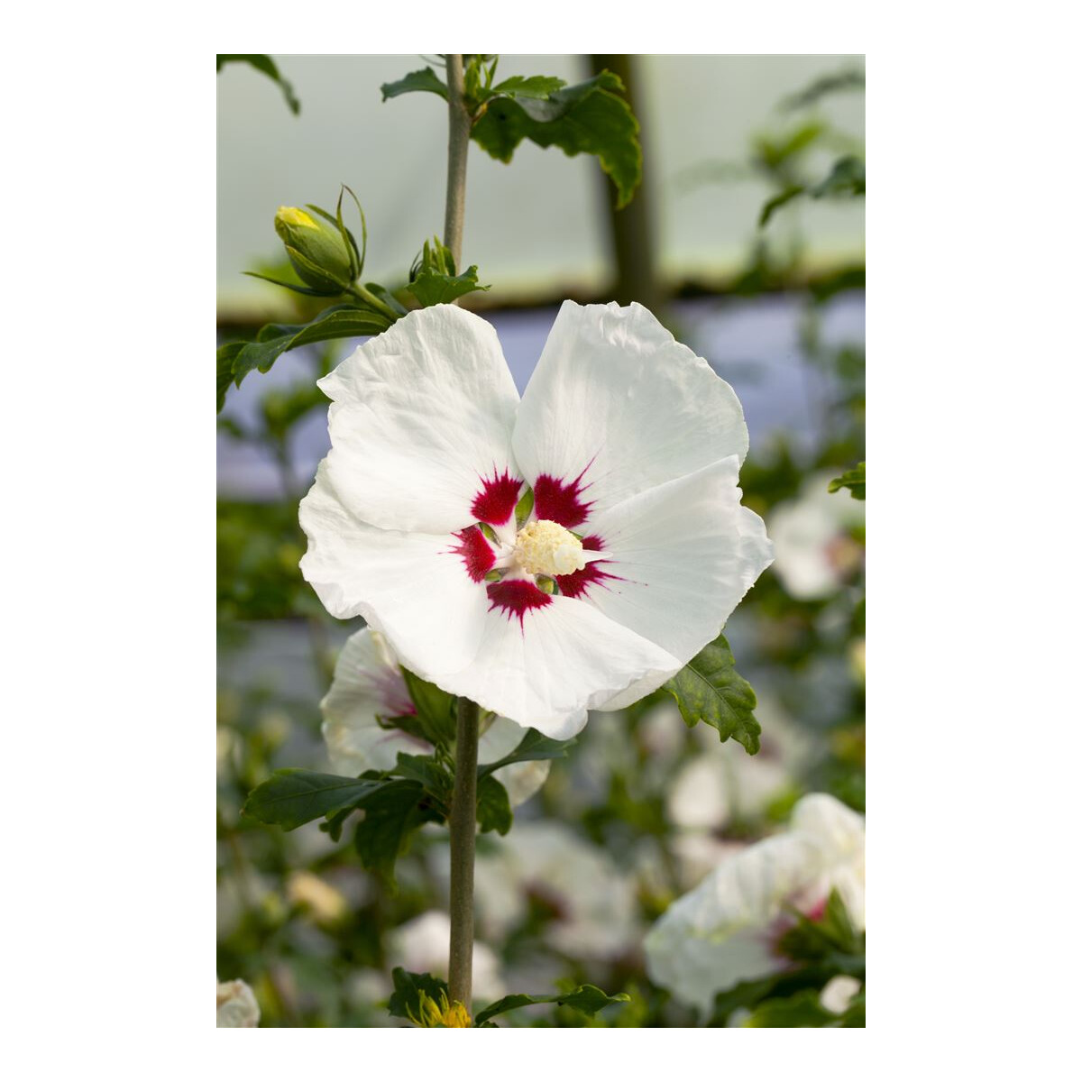 garteneibisch 'red heart' hibiscus syriacus 'red heart' | pflanzen fü