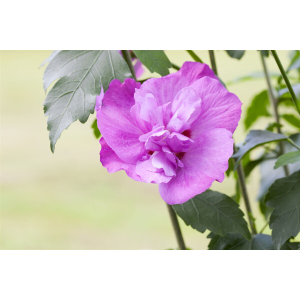 Hibiscus syriacus Purple Ruffles  -R-