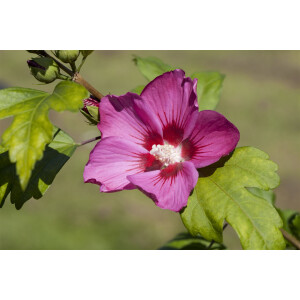 Hibiscus syriacus Pink Giant  -R-