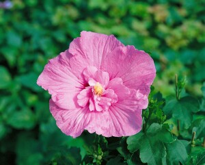 Hibiscus syriacus Pink Chiffon  -R-