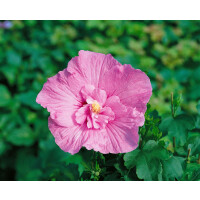 Hibiscus syriacus Pink Chiffon  -R-
