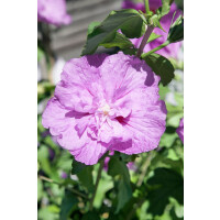 Hibiscus syriacus Lavender Chiffon  -R-
