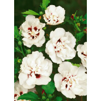 Hibiscus syriacus Lady Stanley