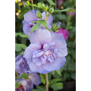 Hibiscus syriacus Blue Chiffon  -R-