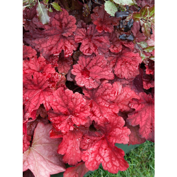 Heuchera villosa Autumn Leaves  -R-