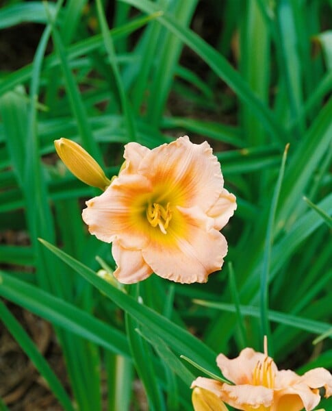 Hemerocallis x cult.Lullaby Baby