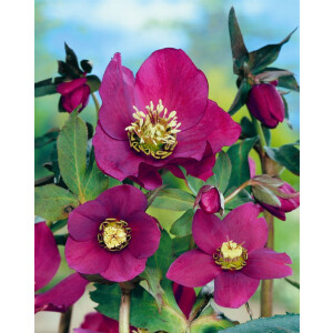 Helleborus x or.Lady-S.Red Lady