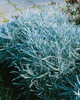 Helichrysum thianshanicum Goldkind