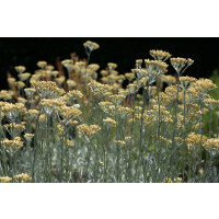 Helichrysum italicum Silbernadel