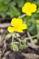 Helianthemum Sterntaler