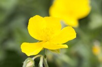 Helianthemum Sterntaler