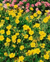 Helianthemum Sterntaler