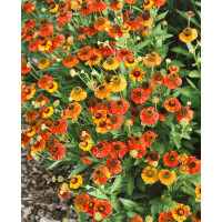 Helenium x cult.Red Army