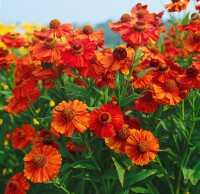 Helenium x cult.Indianersommer