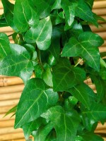 Hedera helix Mein Herz