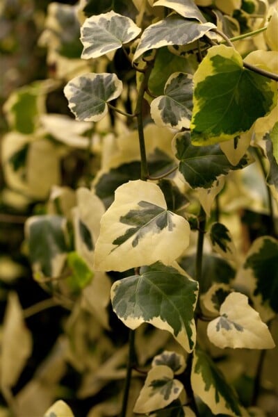 Hedera colchica Dentata Variegata