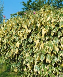 Hedera colchica Dentata Variegata