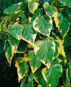 Hedera colchica Dentata Variegata