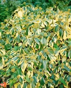 Hedera colchica Dentata Variegata