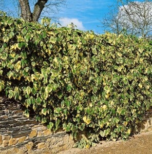 Hedera colchica Dentata Variegata