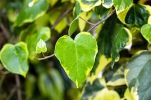 Hedera colchica Dentata Variegata