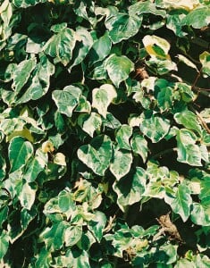 Hedera colchica Dentata Variegata