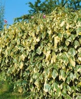 Hedera colchica Dentata Variegata