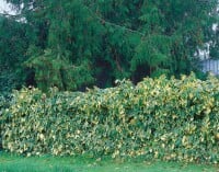 Hedera colchica Dentata Variegata