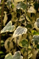 Hedera colchica Dentata Variegata